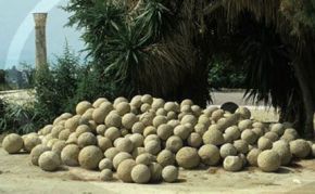 Cerca de 200 esferas de entre 0,7 y 2,57 metros de diámetro encontradas en el delta del Diquís al suroeste de Costa Rica .jpg